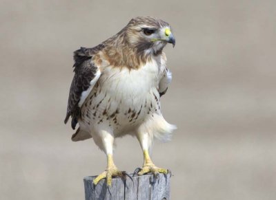 RedtailedHawk620.jpg