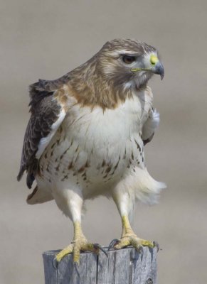RedtailedHawk621.jpg