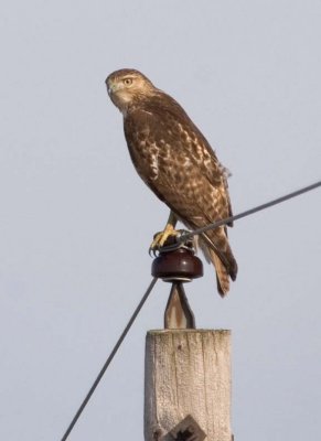 RedtailedHawk623.jpg