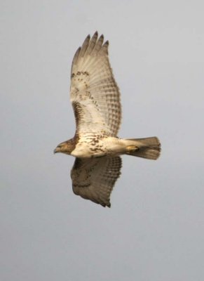 RedtailedHawk624.jpg