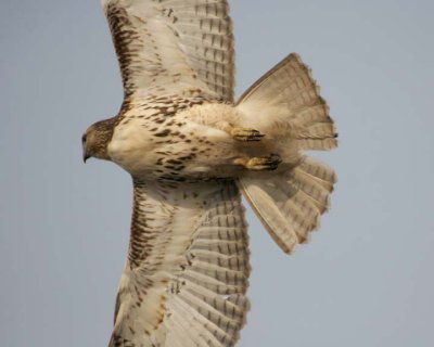 RedtailedHawk625.jpg