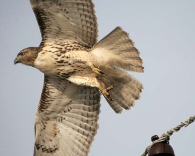 RedtailedHawk626.jpg