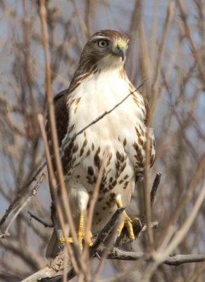 RedtailedHawk627.jpg