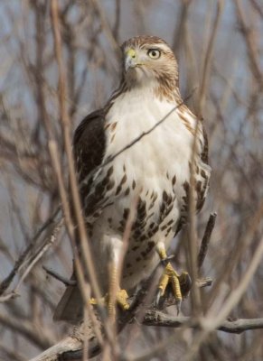 RedtailedHawk628.jpg