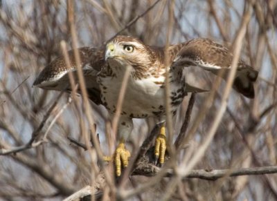 RedtailedHawk631.jpg