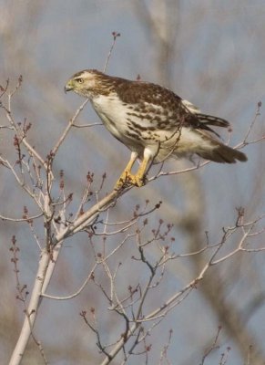 RedtailedHawk633.jpg