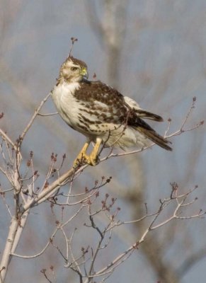 RedtailedHawk634.jpg