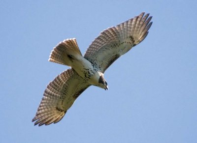 RedtailedHawk636.jpg