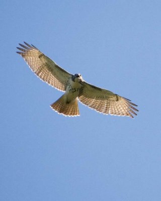 RedtailedHawk637.jpg