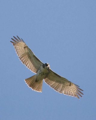 RedtailedHawk638.jpg