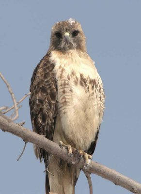RedTailedHawk657.jpg