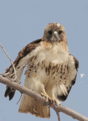 RedTailedHawk659.jpg