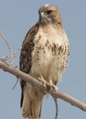 RedTailedHawk660.jpg