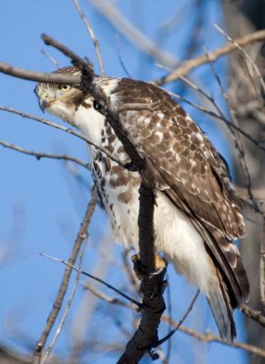 RedTailedHawk661.jpg