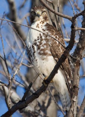 RedTailedHawk662.jpg