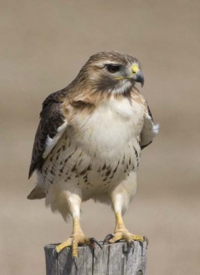RedTailedHawk667.jpg