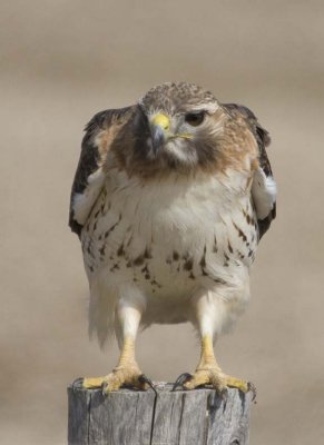 RedTailedHawk668.jpg
