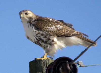 RedTailedHawk669.jpg