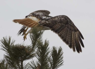 RedTailedHawk670.jpg