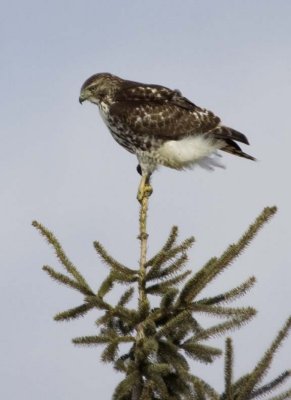 RedTailedHawk671.jpg