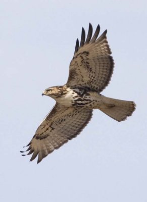RedTailedHawk673.jpg