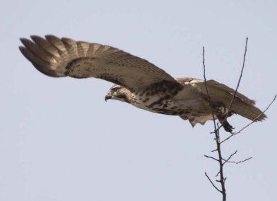 RedTailedHawk674.jpg