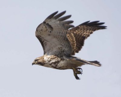 RedTailedHawk675.jpg