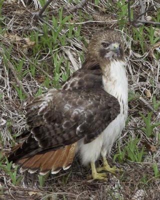 RedTailedHawk678.jpg