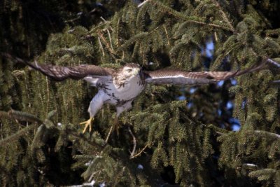 RedTailedHawk680.jpg