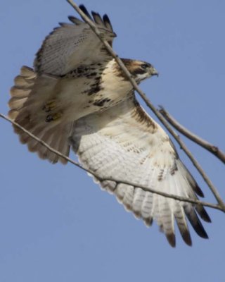 RedTailedHawk681.jpg