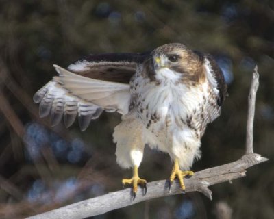 RedTailedHawk682.jpg