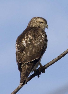 RedTailedHawk696.jpg