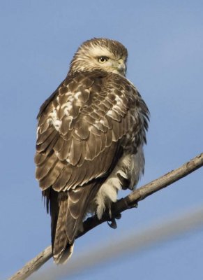 RedTailedHawk697.jpg