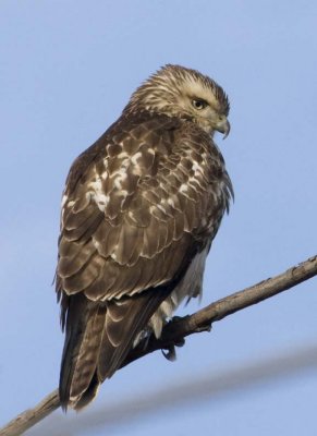 RedTailedHawk698.jpg