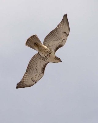 RedtailedHawk641.jpg