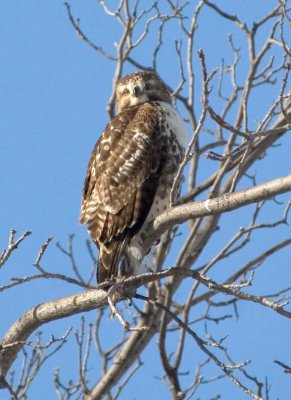 RedtailedHawk643.jpg