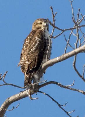 RedtailedHawk644.jpg