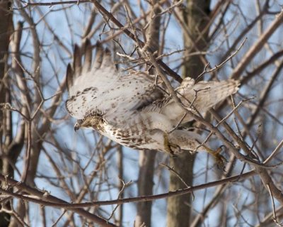RedtailedHawk646.jpg