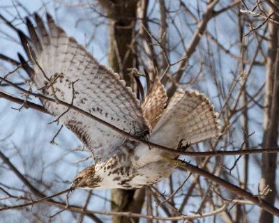 RedtailedHawk647.jpg