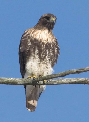 RedtailedHawk650.jpg