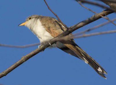 YellowBilledCuckoo10R.jpg