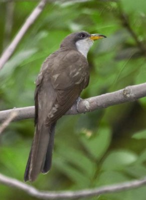 YellowBilledCuckoo12.jpg