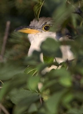 YellowBilledCuckoo13.jpg