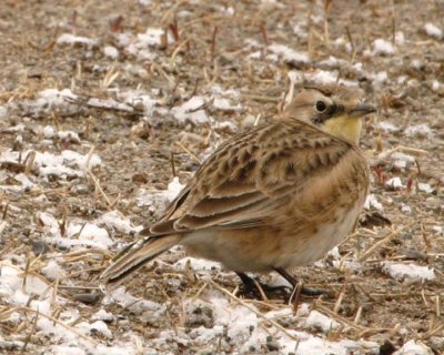 Horned Lark2.jpg