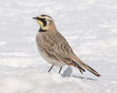 HornedLark11.jpg