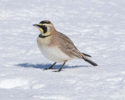 HornedLark12.jpg