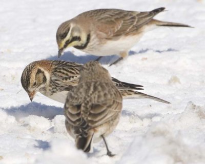 HornedLark13.jpg