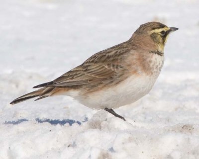 HornedLark15.jpg