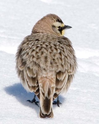 HornedLark27.jpg