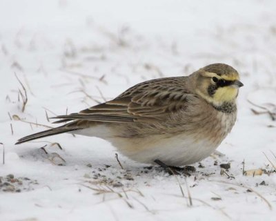 HornedLark28R.jpg